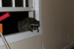 raccoon_trying_to_sneak_in_by_knightar-d41800o