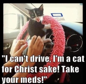 i-cant-drive-im-a-cat-for-christs-sake-take-your-meds+(Small)