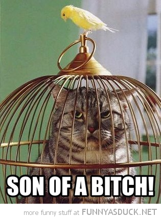 funny-cat-in-bird-cage-son-of-bitch-pics